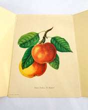 Load image into Gallery viewer, 1950 Vintage Fruits Print Penn Print New York City - Set of 6