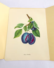 Load image into Gallery viewer, 1950 Vintage Fruits Print Penn Print New York City - Set of 6