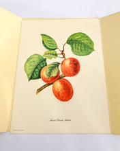 Load image into Gallery viewer, 1950 Vintage Fruits Print Penn Print New York City - Set of 6