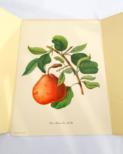 Load image into Gallery viewer, 1950 Vintage Fruits Print Penn Print New York City - Set of 6