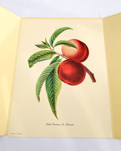 Load image into Gallery viewer, 1950 Vintage Fruits Print Penn Print New York City - Set of 6