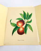 Load image into Gallery viewer, 1950 Vintage Fruits Print Penn Print New York City - Set of 6