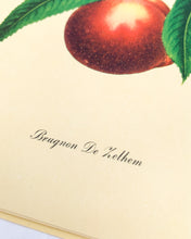 Load image into Gallery viewer, 1950 Vintage Fruits Print Penn Print New York City - Set of 6