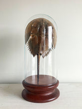 Load image into Gallery viewer, Glass Cloche with Wooden Base