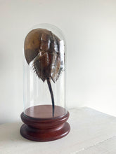 Load image into Gallery viewer, Glass Cloche with Wooden Base