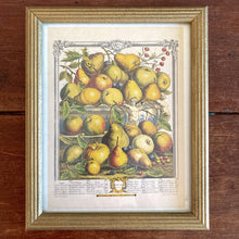 Load image into Gallery viewer, Framed Fruit Engraving January Print