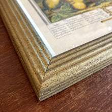 Load image into Gallery viewer, Framed Fruit Engraving January Print