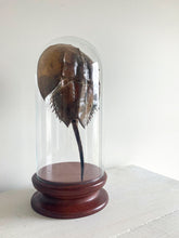 Load image into Gallery viewer, Glass Cloche with Wooden Base
