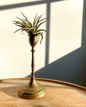 Load image into Gallery viewer, Etched Brass Candlestick - Leaves + Air Plant
