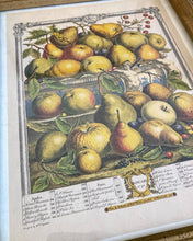 Load image into Gallery viewer, Framed Fruit Engraving January Print
